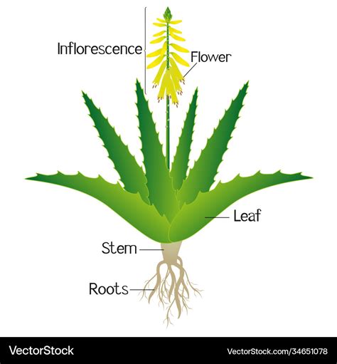 Parts aloe vera plant Royalty Free Vector Image