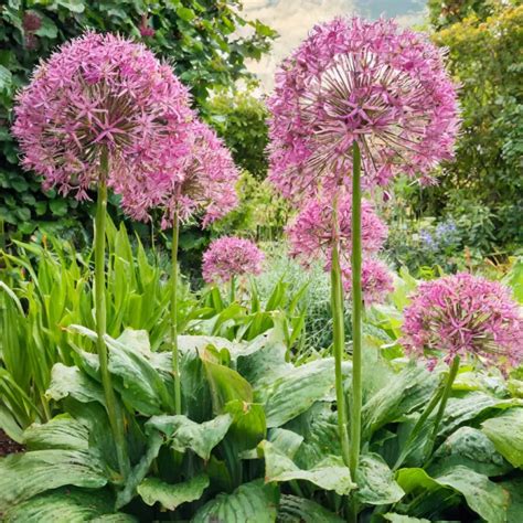 Transform Your Garden With Giant Alliums Planting Tips For Towering