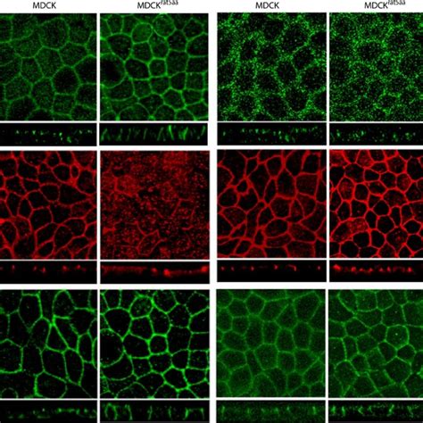 Immunofluorescent Localization Of Tight And Adherens Junction Proteins