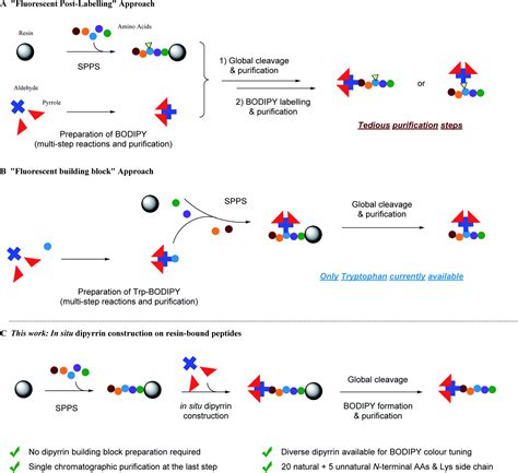 Solid Phase Fluorescent Bodipypeptide Synthesis Via In Situ Dipyrrin