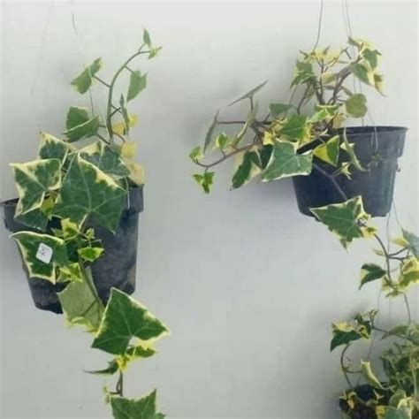 Jual Tanaman Hias Ivi Variegata Tanaman Gantung Ivy Bunga Happy Kota