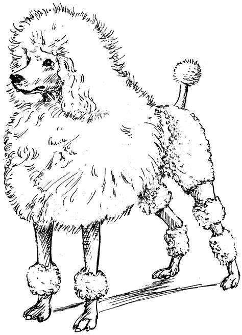 Toy Poodle Coloring Pages At Free Printable