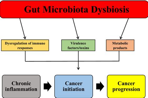 Gut Microbiota Dysbiosis And Its Relationship With Crc Dysbiosis Of Download Scientific