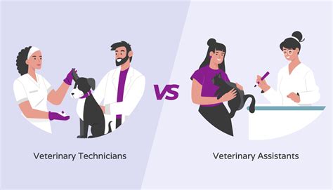 Key Differences Vet Technicians Vs Vet Assistants Hello Rache