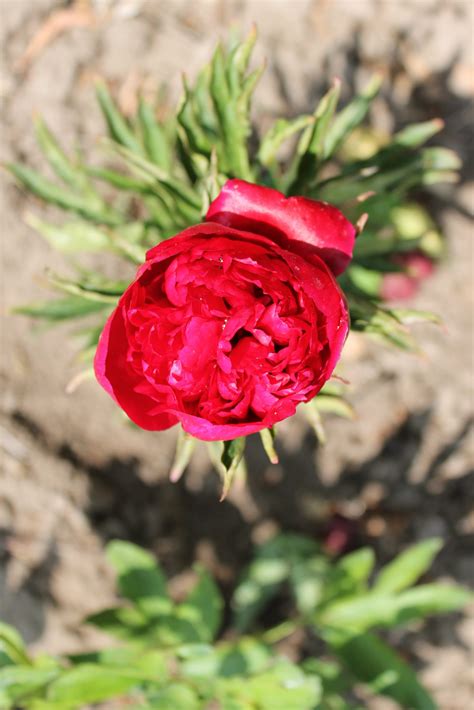 Paeonia Christmas Velvet - TomKert Kft.