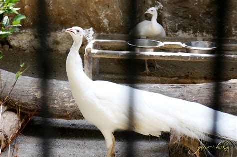 Avilon Zoo: Day tour with my nephews | Trips... by Liz