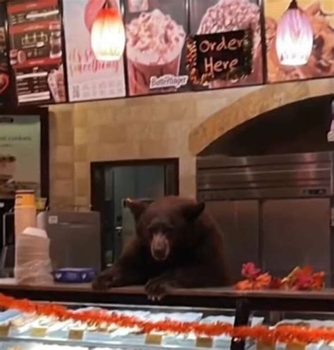 Tular Video Beruang Pecah Masuk Kedai Roti Sempat Rembat Biskut