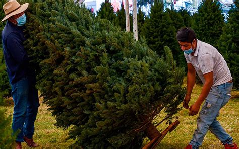 Qué zonas de Orizaba se reforestarán con el programa Recicla tu