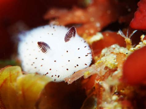 海底長麻糬？ 小耳朵超可愛「海兔」原來是這種生物 - 爆新聞