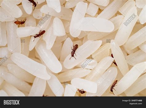 Bugs In Rice