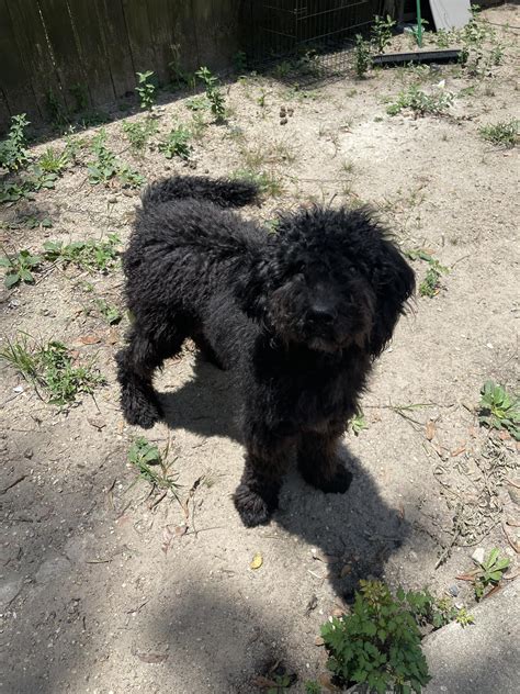 Local communities clash over the best way to handle lost pets near me