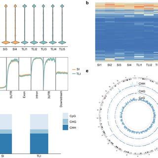 Analysis Of Global DNA Methylation Profile A Violin Plot For The