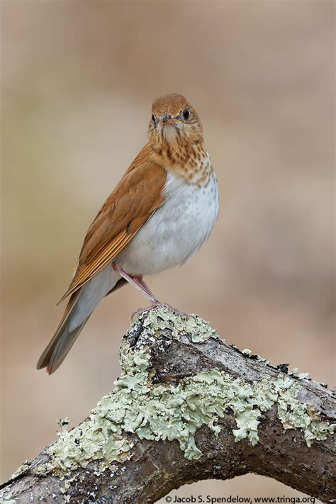 Veery 18