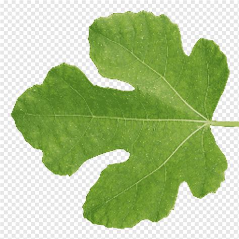 Leaf Tree Texture Mapping Blender Seamless D Computer Graphics