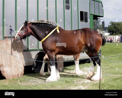 Shire Horse Mare Poynton Show Poynton Cheshire England Stock Photo