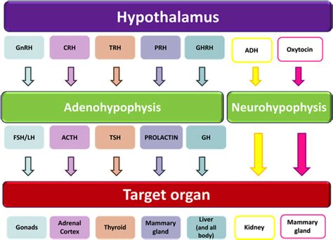 Endocrinology Part 1 Diagram Quizlet