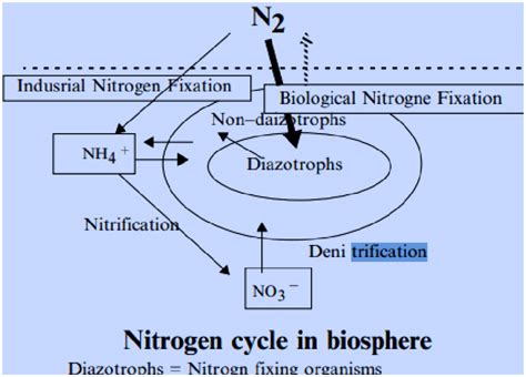 Nitrogen Fixation by Azotobacter spp. [4]. | Download Scientific Diagram