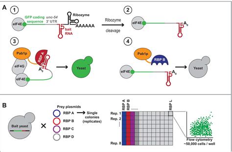 Protein Rna Interaction Mapping Assay Lifeasible