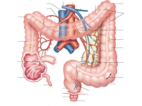 Large Intestines Diagram Diagram Quizlet