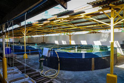 From The Fish Site Philippines Makes Further Progress On Fish Hatchery