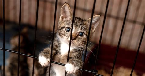 Nos Conseils Pour Adopter Un Chat De Refuge