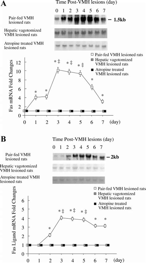 Time Course Of Expression Of Fas A And Fas Ligand B MRNA In