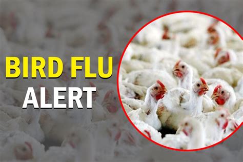 Bird Flu Symptoms Why Is Avian Flu Scary And How To Cure It All You Need To Know