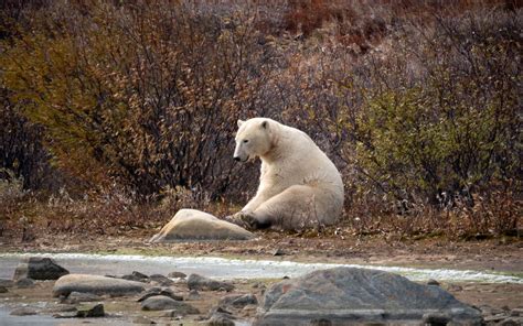 Churchill Manitoba Zu Besuch Bei Eisbären Nordlichter And Street Art