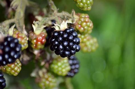 Blackberries Berry Fruit Free Photo On Pixabay Pixabay