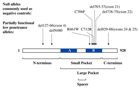 Commonly Used Rb Mutations And Prb Domain Structure The Open Reading