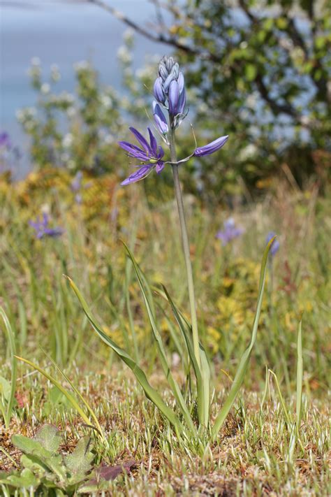 Common camas | Green Admiral Nature Restoration