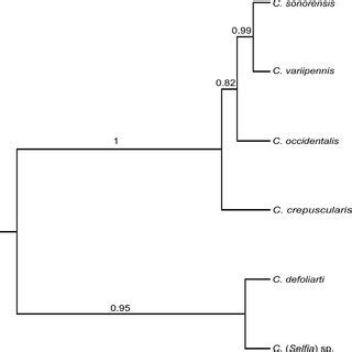 Mulit Locus Bayesian Species Tree Estimated In Beast Using Two