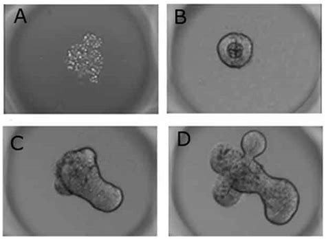 Millicell Microwell Plates Knowledge Center