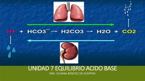 Función renal Equilibrio ácido base Celia uDocz