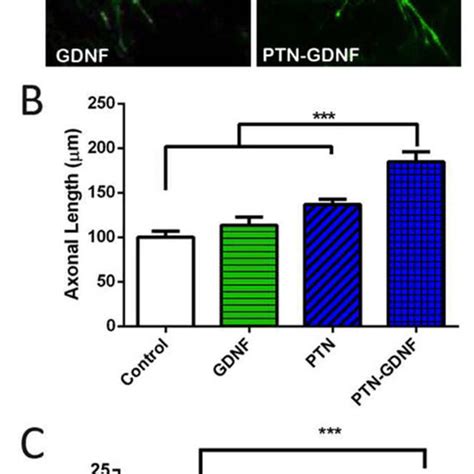 Enhanced Motor Nerve Growth In Sc Slices By Ptn Gdnf A Axon Growth