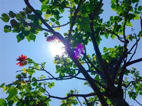 Free Images Tree Nature Branch Blossom Sky Sunlight Leaf