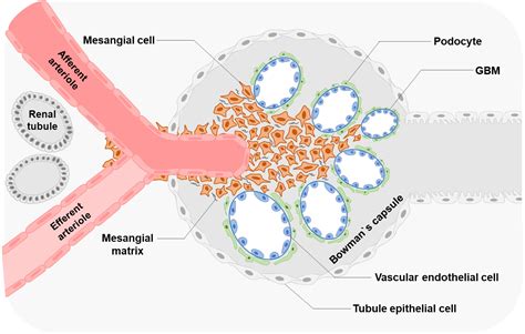 Glomerular Mesangial Cells