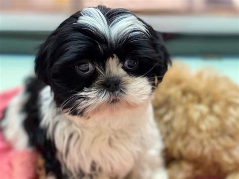 Shih Tzu Dog Female Black White 3077838 Furrylicious®