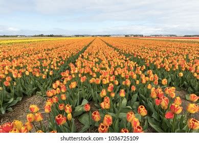 2,606 Haarlem Tulip Images, Stock Photos & Vectors | Shutterstock