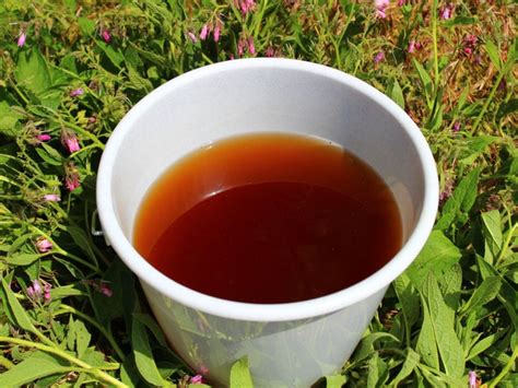 Comfrey Plant Food Using Comfrey As A Fertilizer
