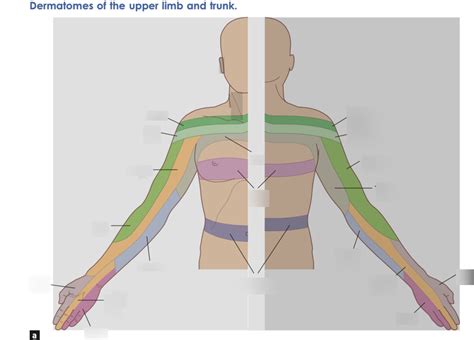 Upper Body Dermatomes Diagram | Quizlet