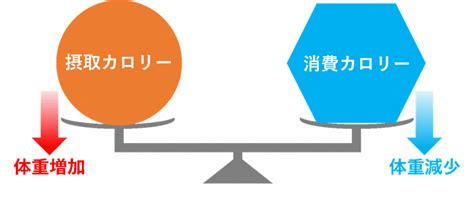 1日に消費されるカロリーとダイエットについて【食事制限と運動について考える】はるのブログ