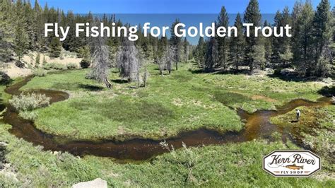 Golden Trout Fly Fishing The Beautiful Streams Of The Southern Sierra