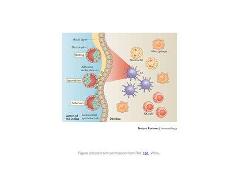 The Figure Shows How Dendritic Cells Dcs And Inflammation Affect The