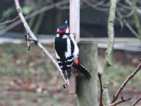 Vroege Vogels Foto Vogels Grote Bonte Specht