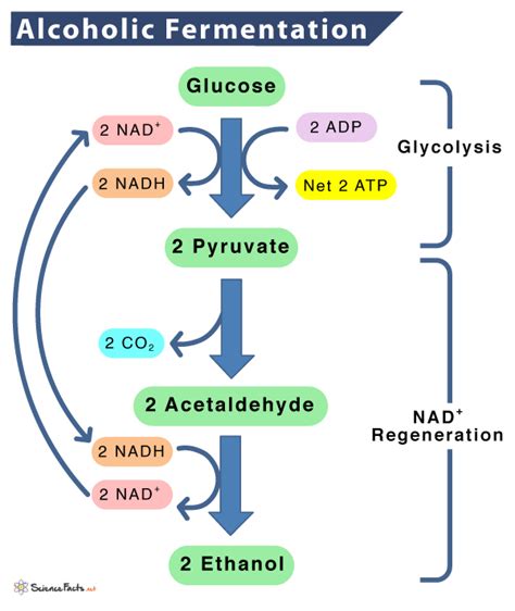 Ethanol Fermentation Pathway