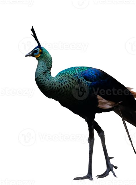 Beauty Of Peacock Isolated 24806150 Png