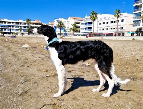 Elevage Du Joyau Des Bois Eleveur De Chiens Barzoi