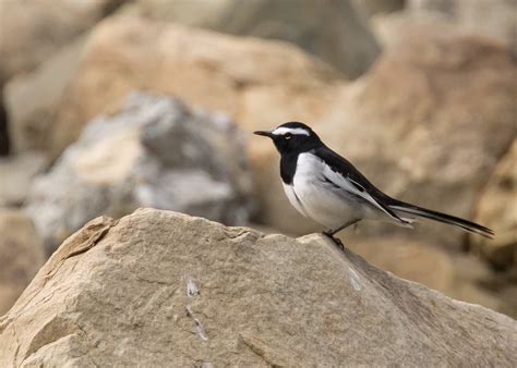 White Browed Wagtail Motacilla Maderaspatensis This Bird Flickr