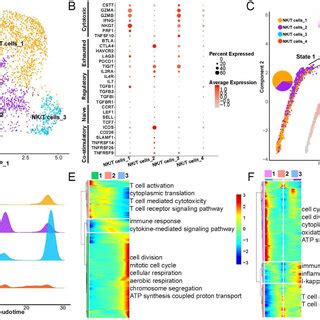 Heterogeneity and differentiation trajectories of epithelial cells in ... 
